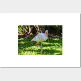 Hopping White Ibis 2 Posters and Art